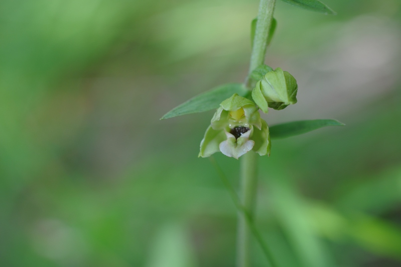 helleborine  Apuane